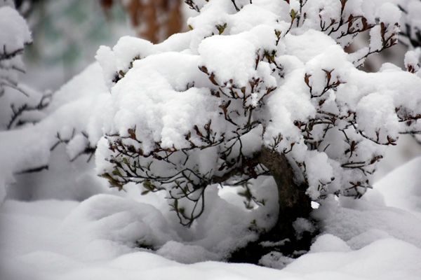 雪の盆栽