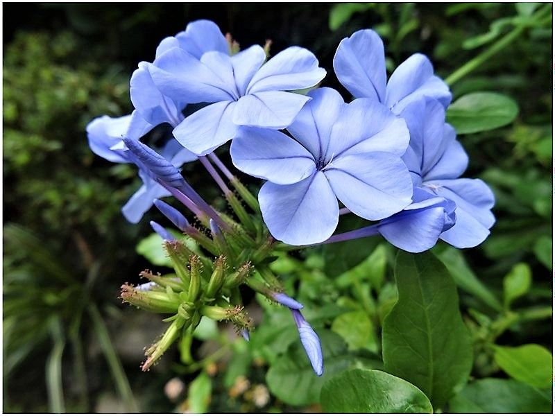 💮今年最後のルリマツリ(瑠璃茉莉)の花💮