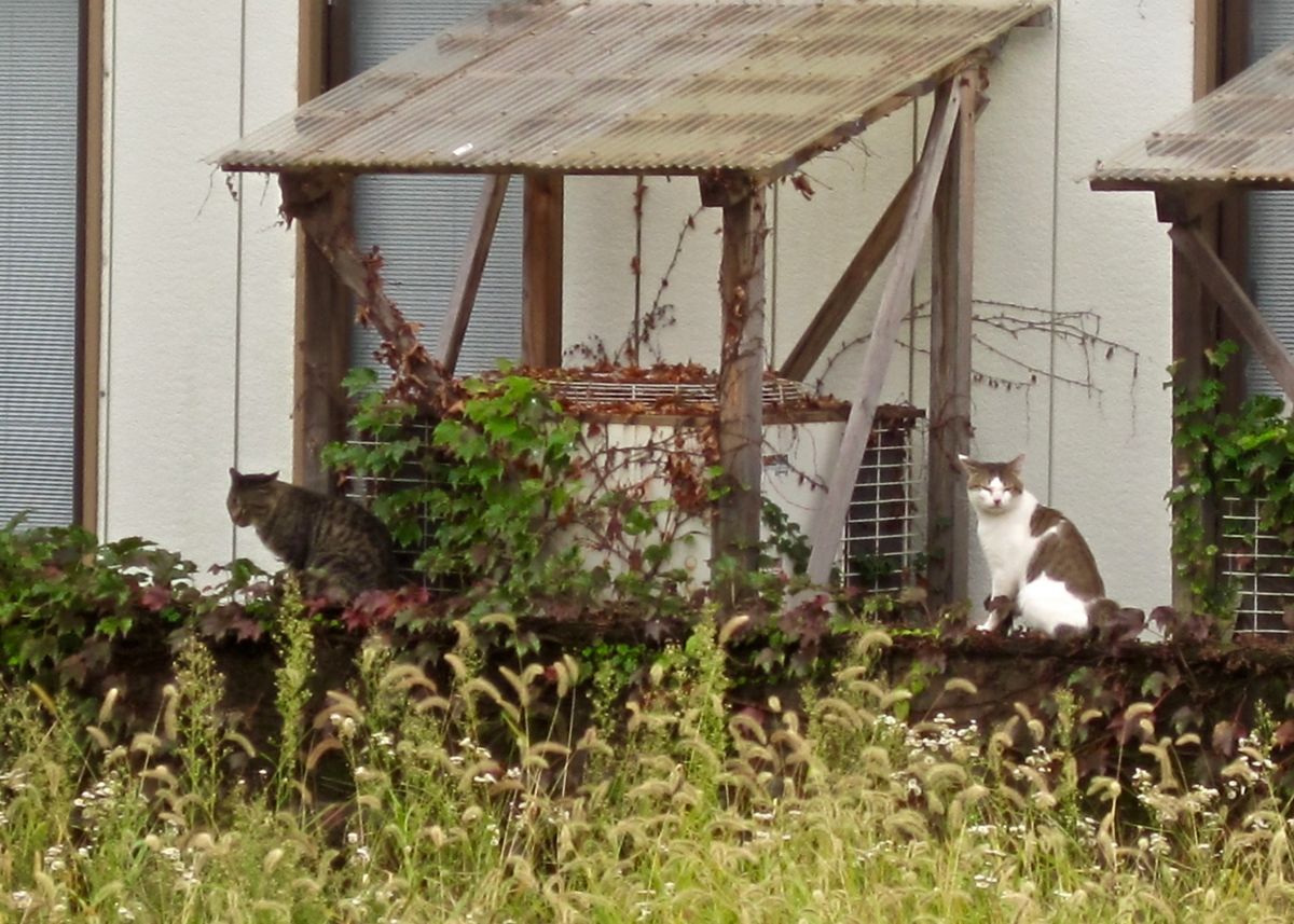 「のらにゃん達の日常」