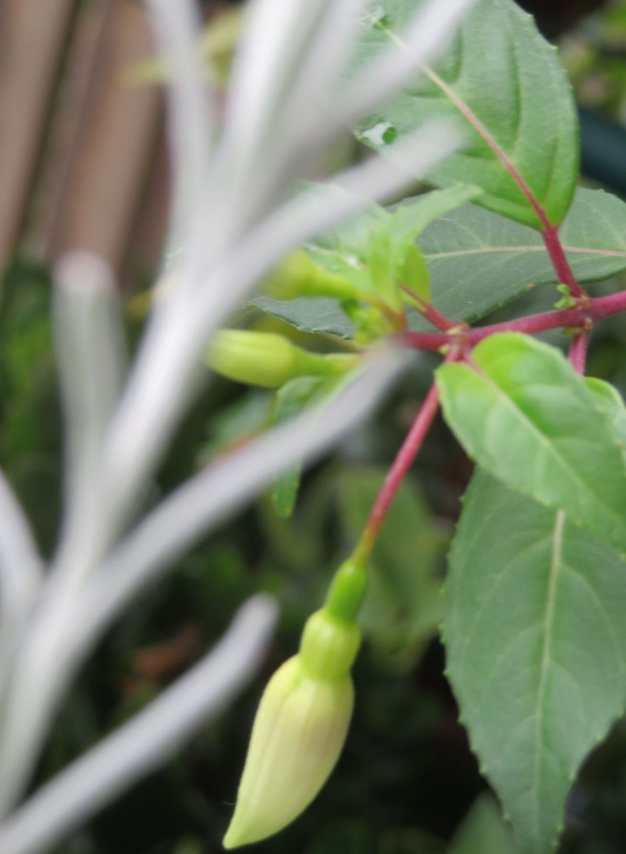 その他の植物