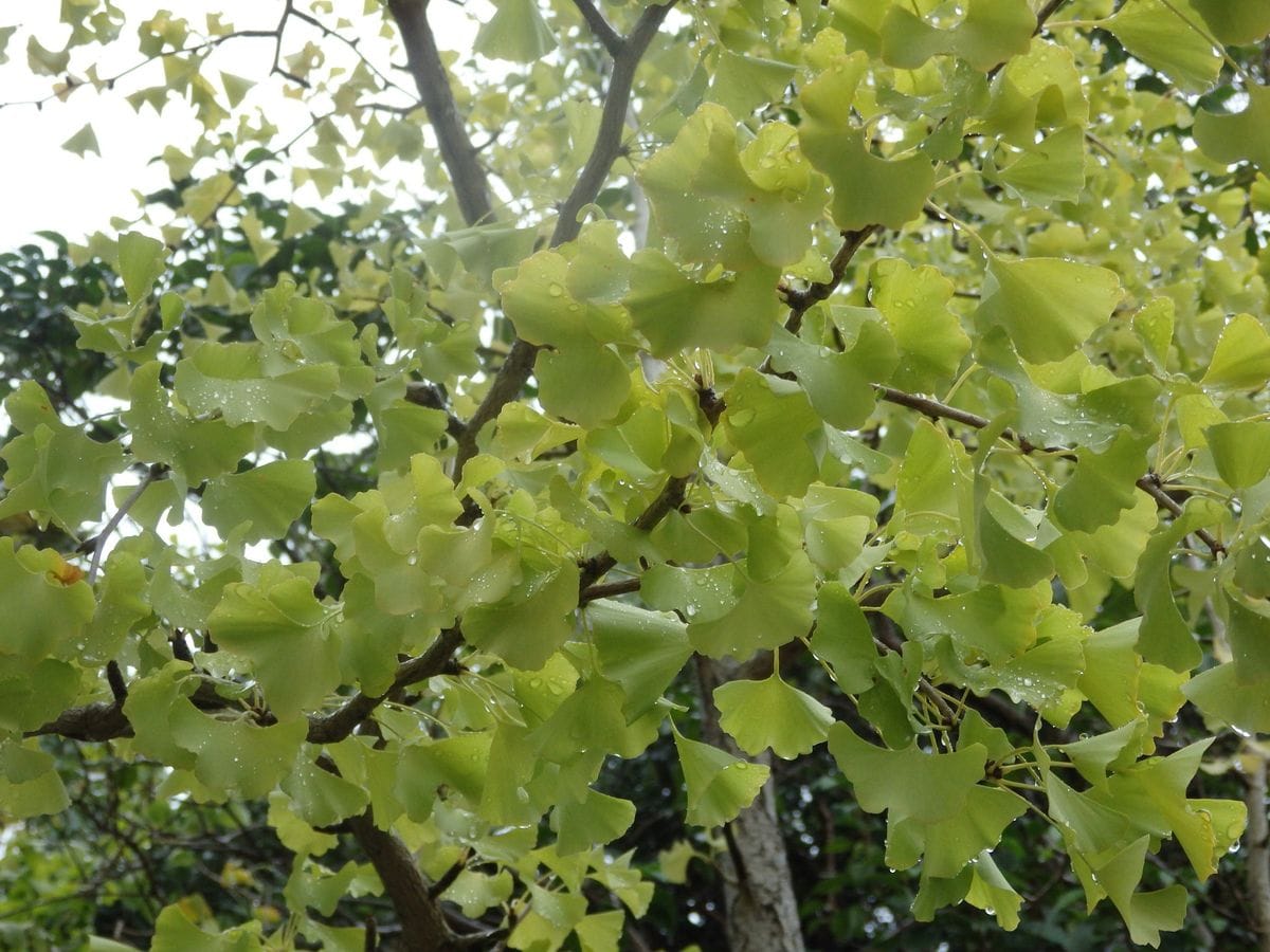 雨粒の涙