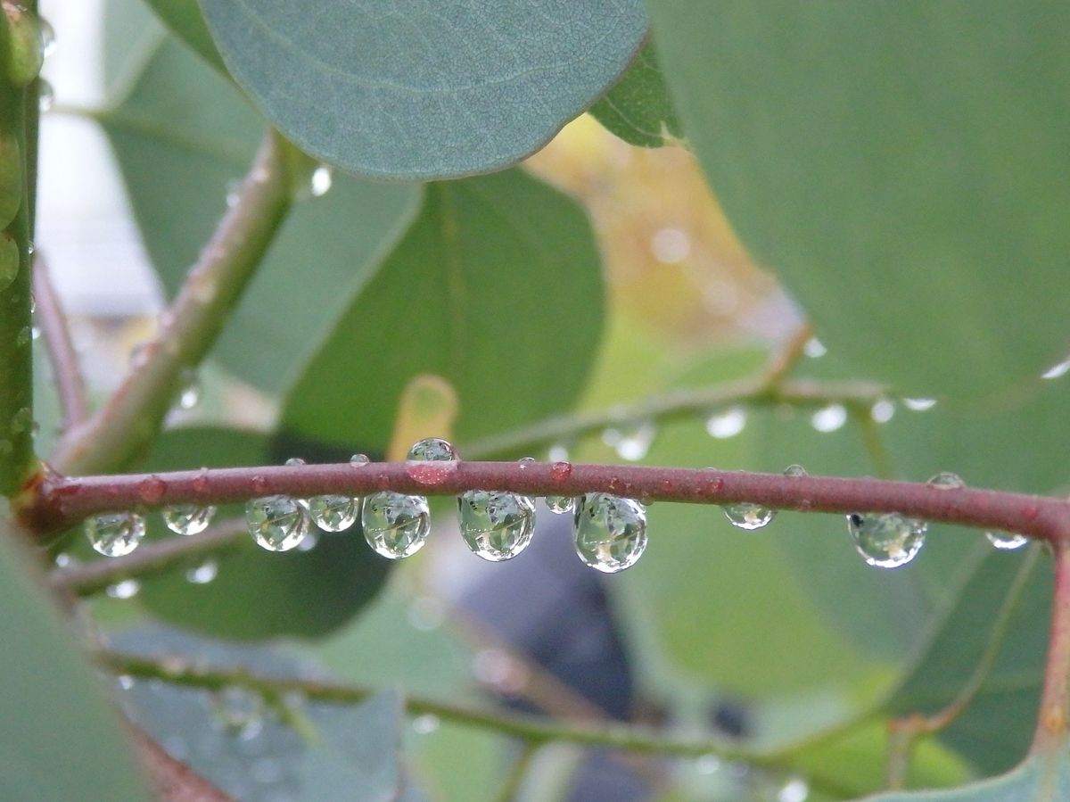 雨粒の涙