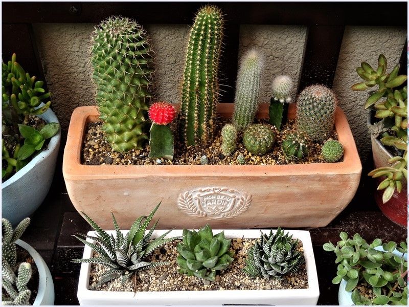 🌵凸凹を直したサボテンの寄せ植え🌵