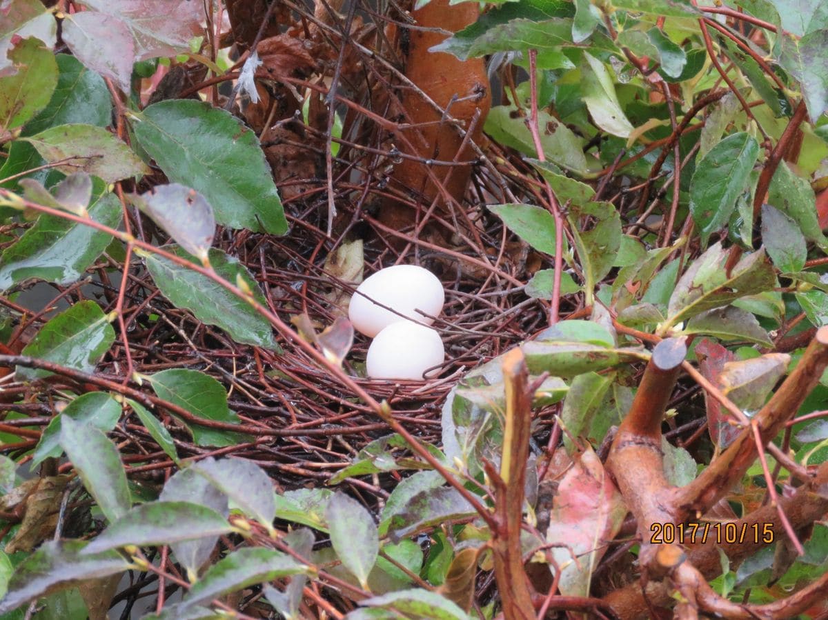 苔庭のキジバトさん、抱卵中です