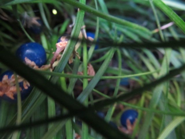 実を食う鳥も好き好き？