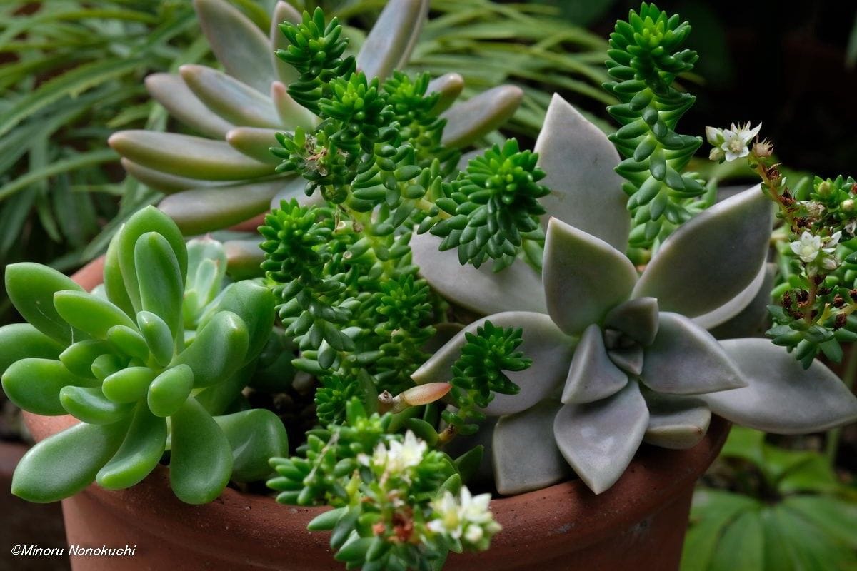 多肉植物の寄せ植え