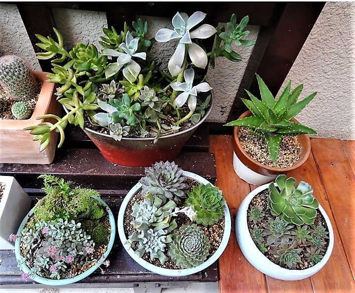 🌵多肉植物トプシィタービィ🌵