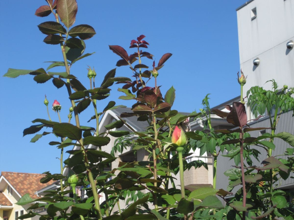 青空と薔薇の蕾・さざんか・ミニ薔薇