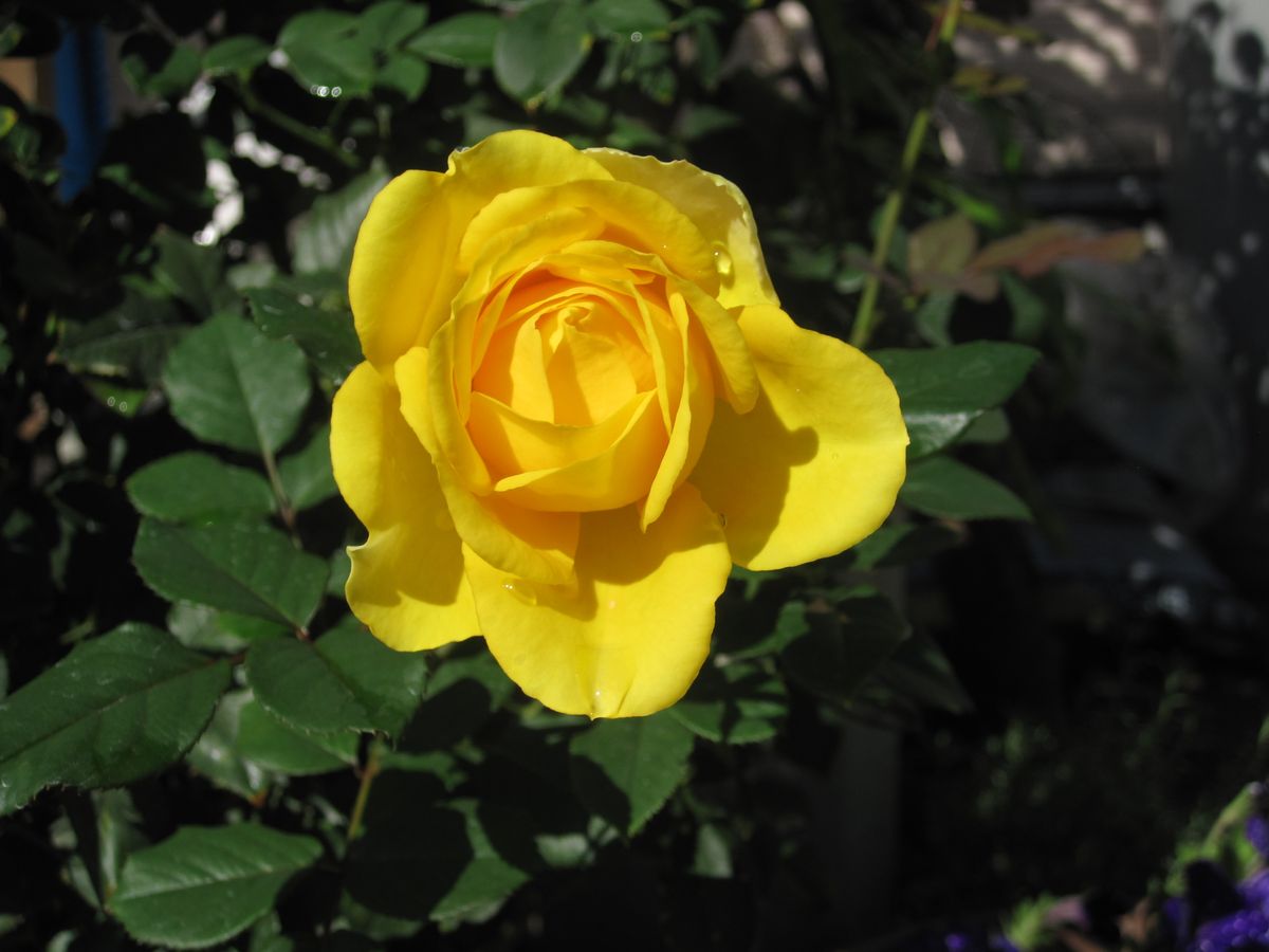 青空と薔薇の蕾・さざんか・ミニ薔薇