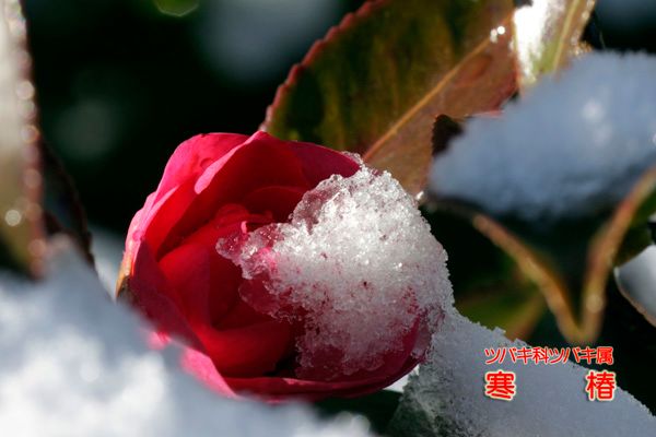 雪と草花