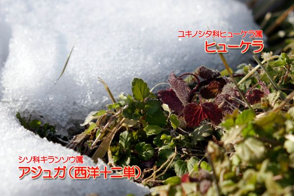 雪と草花