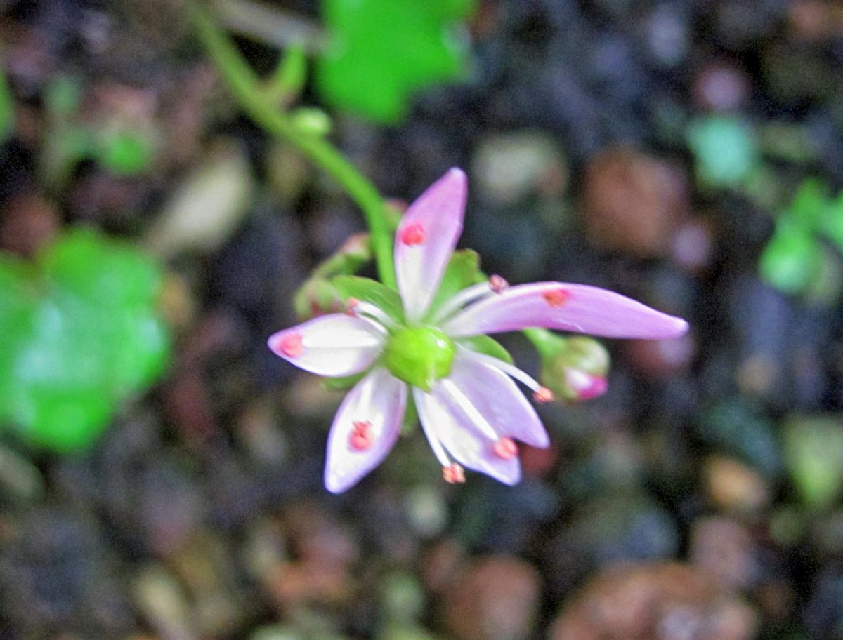 秋の小花