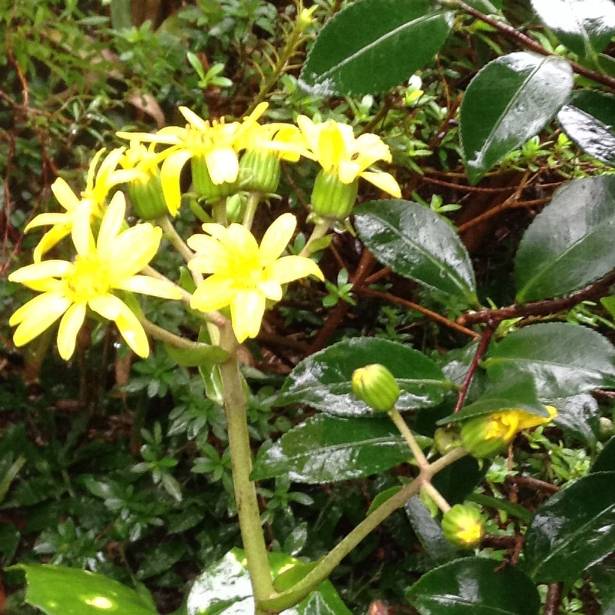 避難させれない地植え。避難場所がない鉢植え。