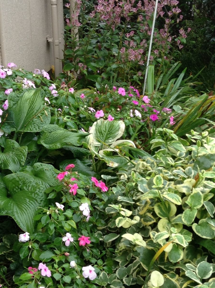 避難させれない地植え。避難場所がない鉢植え。