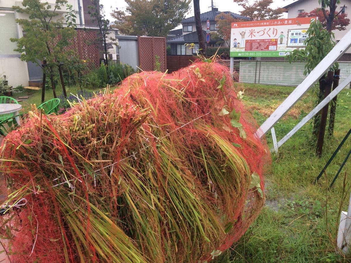 台風、稲刈り、1歳半