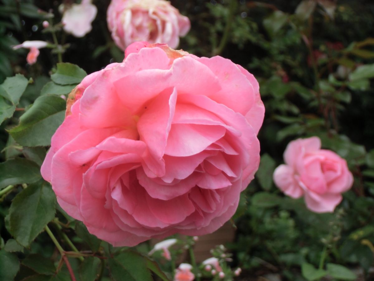 大雨の前の庭：薔薇編II