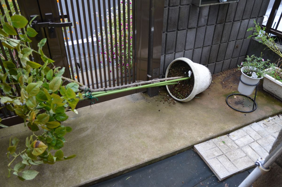 台風の朝