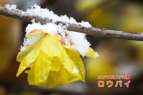 雪見酒，香り酒，ロウバイ酒