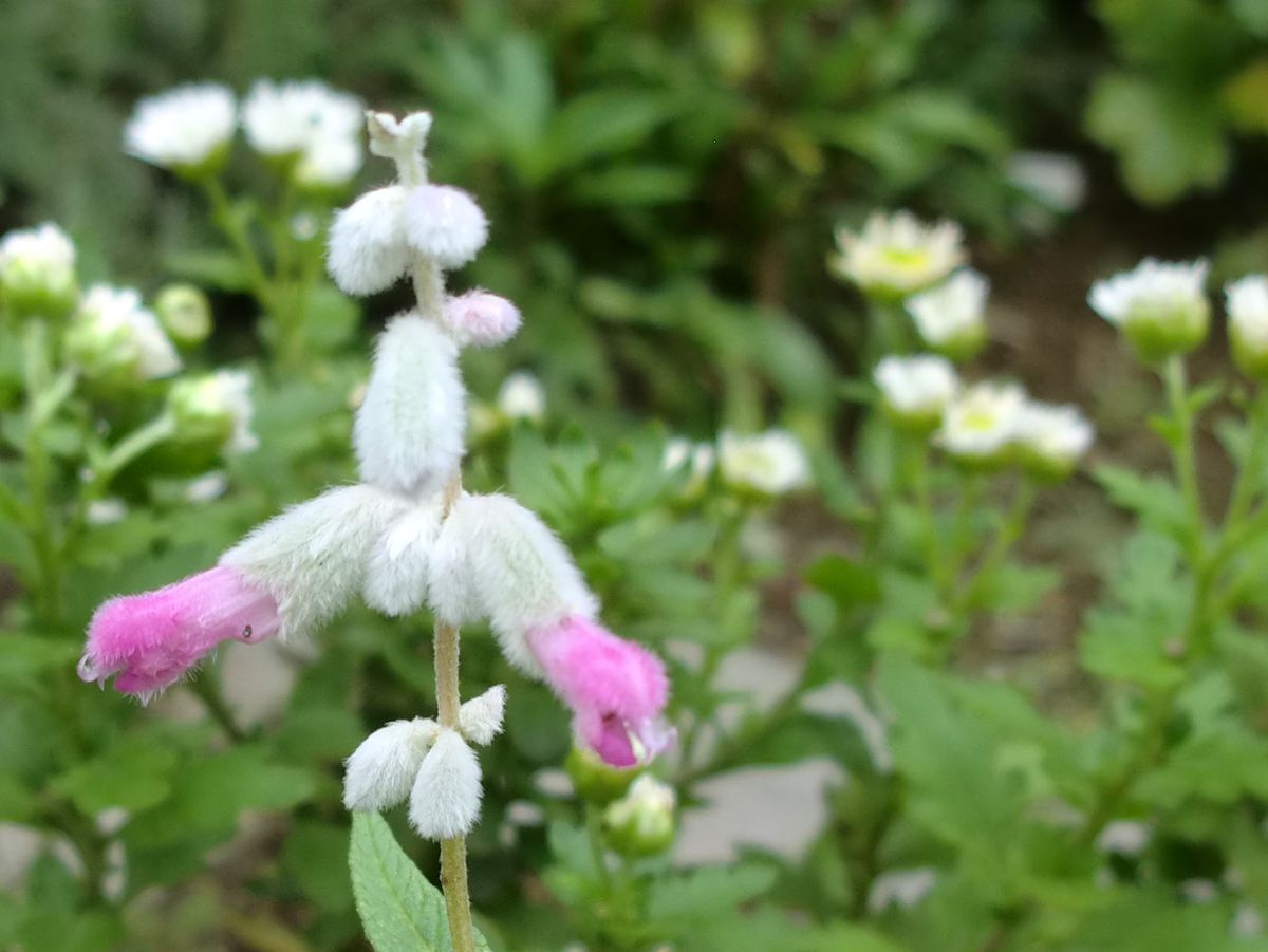 小さな花