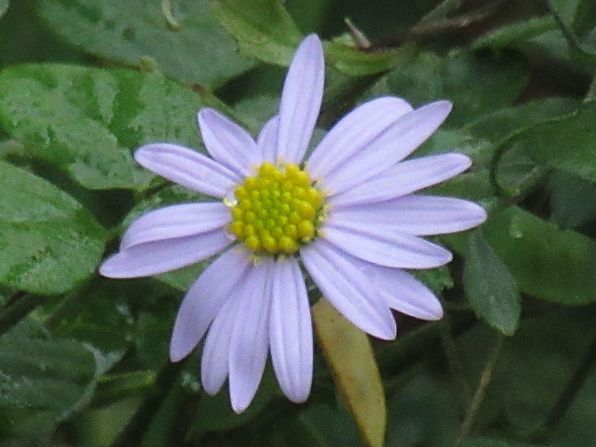 由愛(ゆめ)の花日記♪