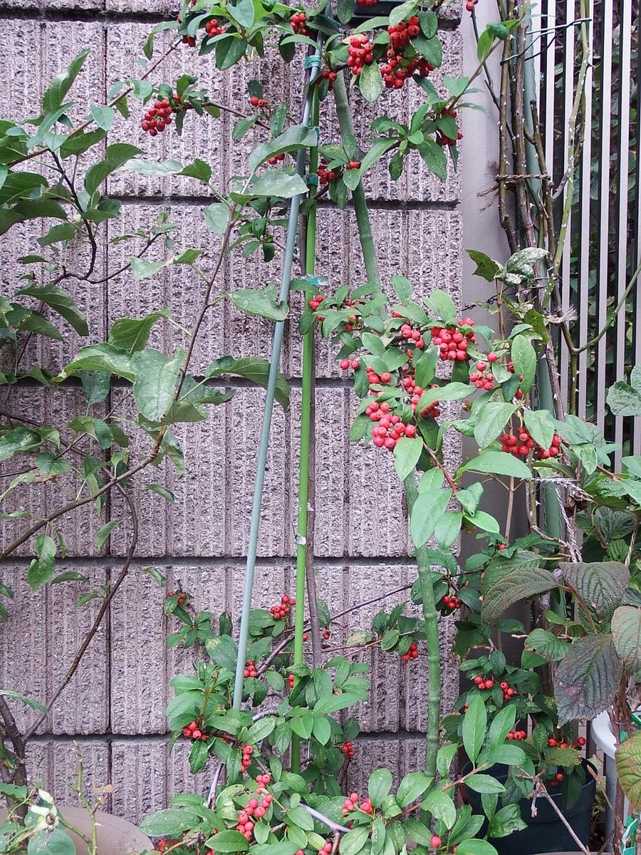 鉢植えの赤い実