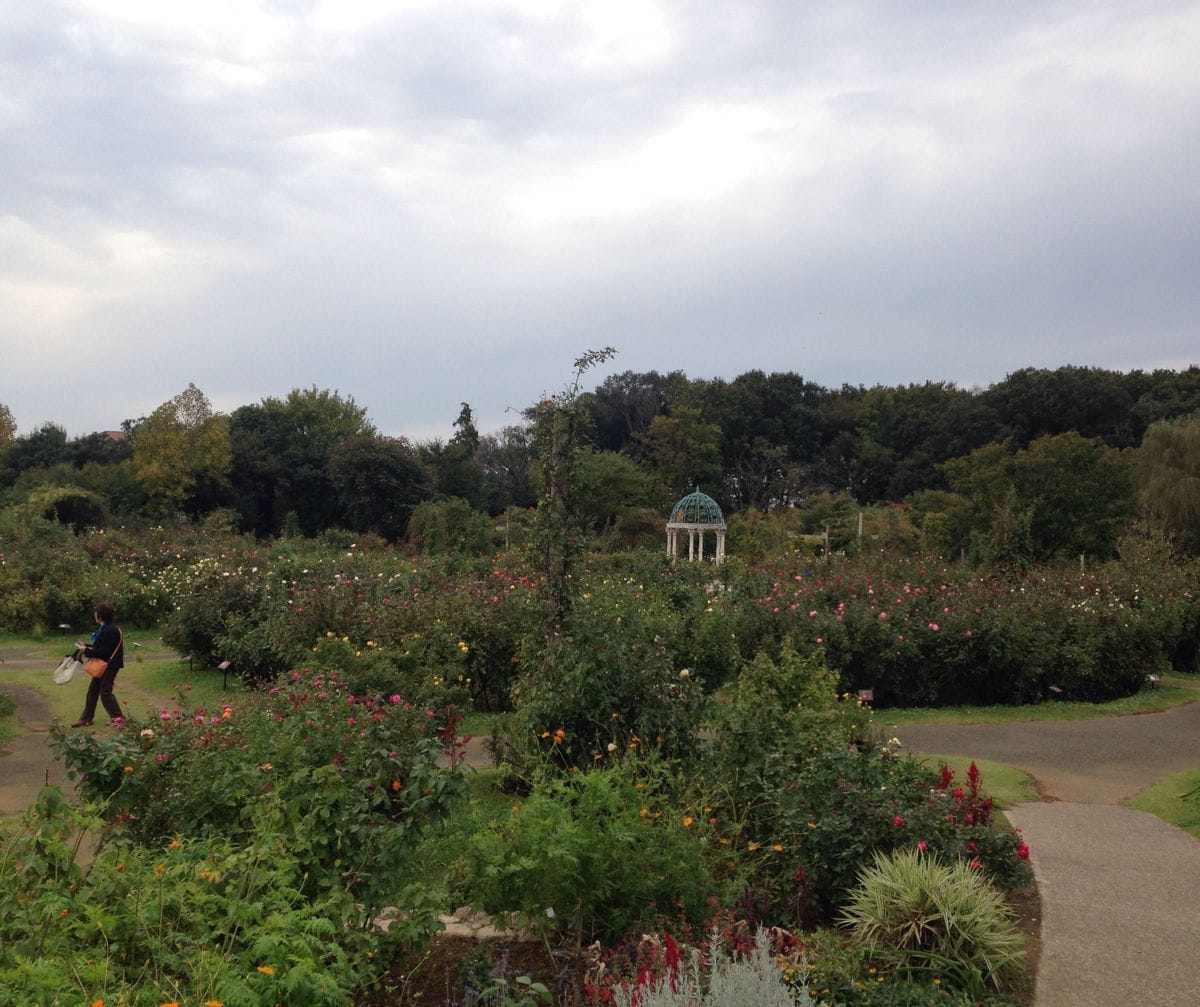 京成バラ園①〜やらかしたw