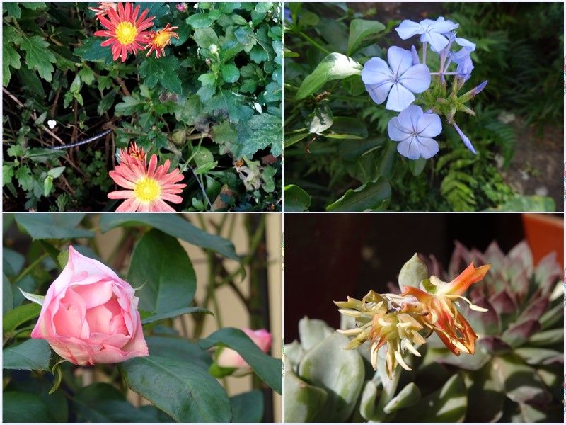 ☀晴天の秋・・庭先の花色々