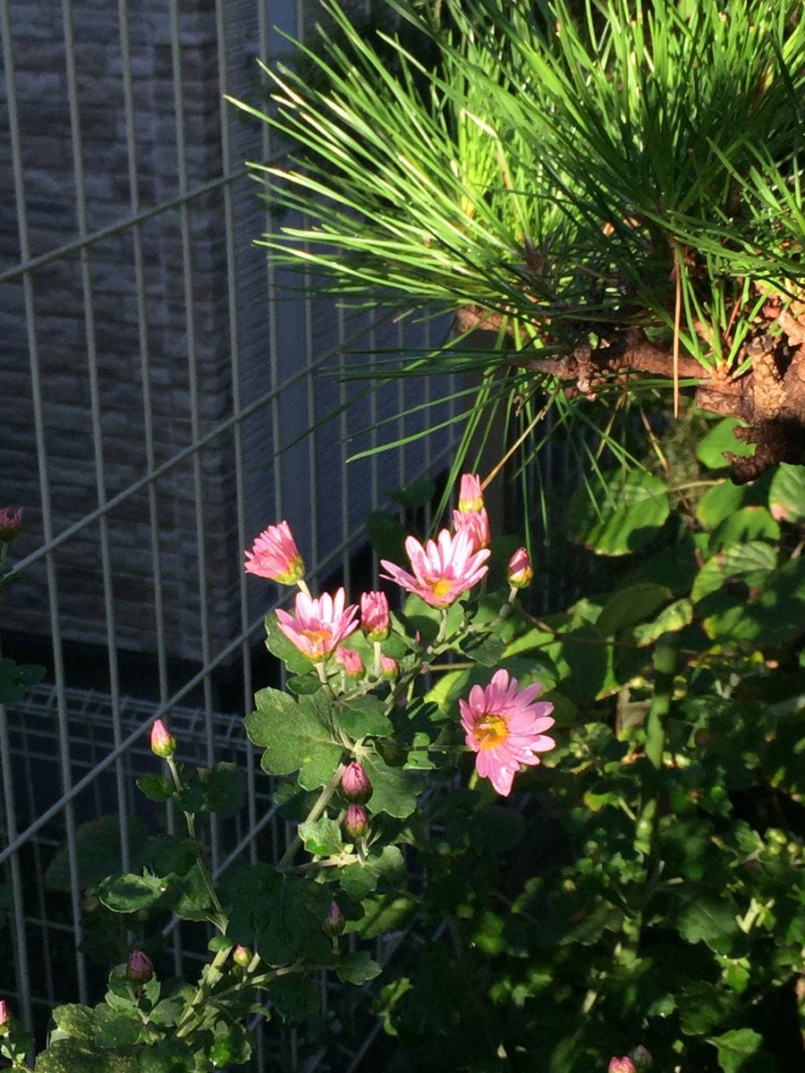 菊の花の季節🌸