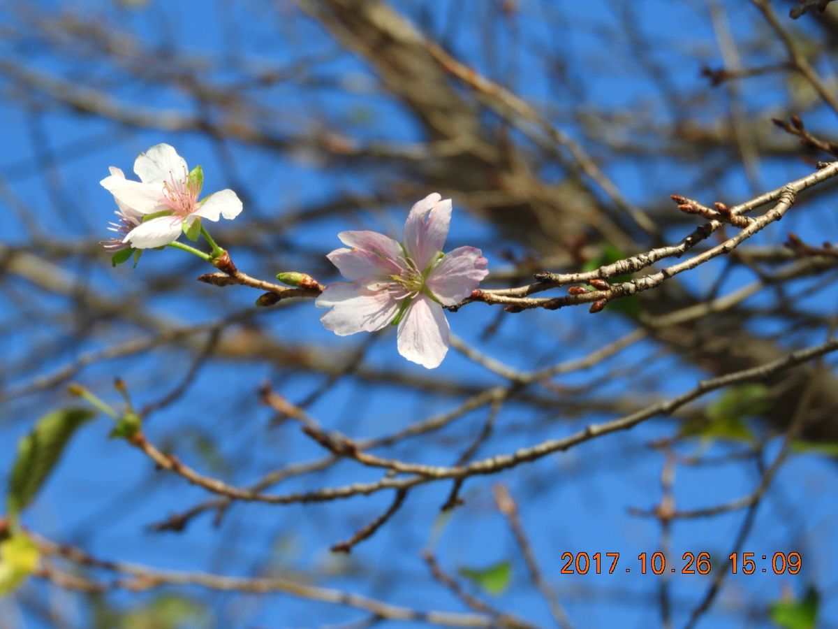 開花