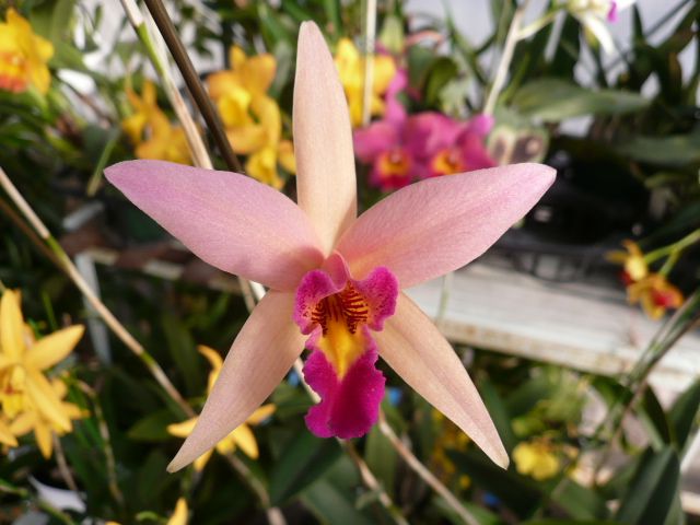 Sl.Santa Barbara Sunset ‘Show time’　HCC/AOS,BM/JOGA