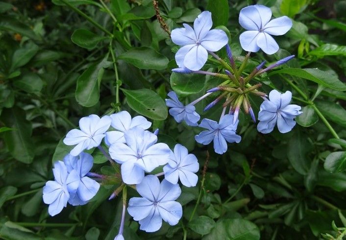 🌹今日も咲き続ける庭先の花🌹