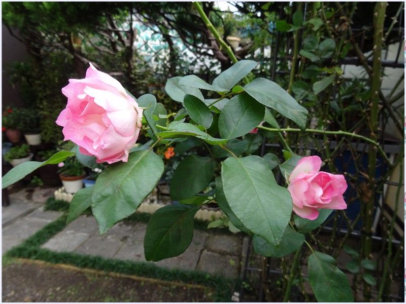 🌹今日も咲き続ける庭先の花🌹