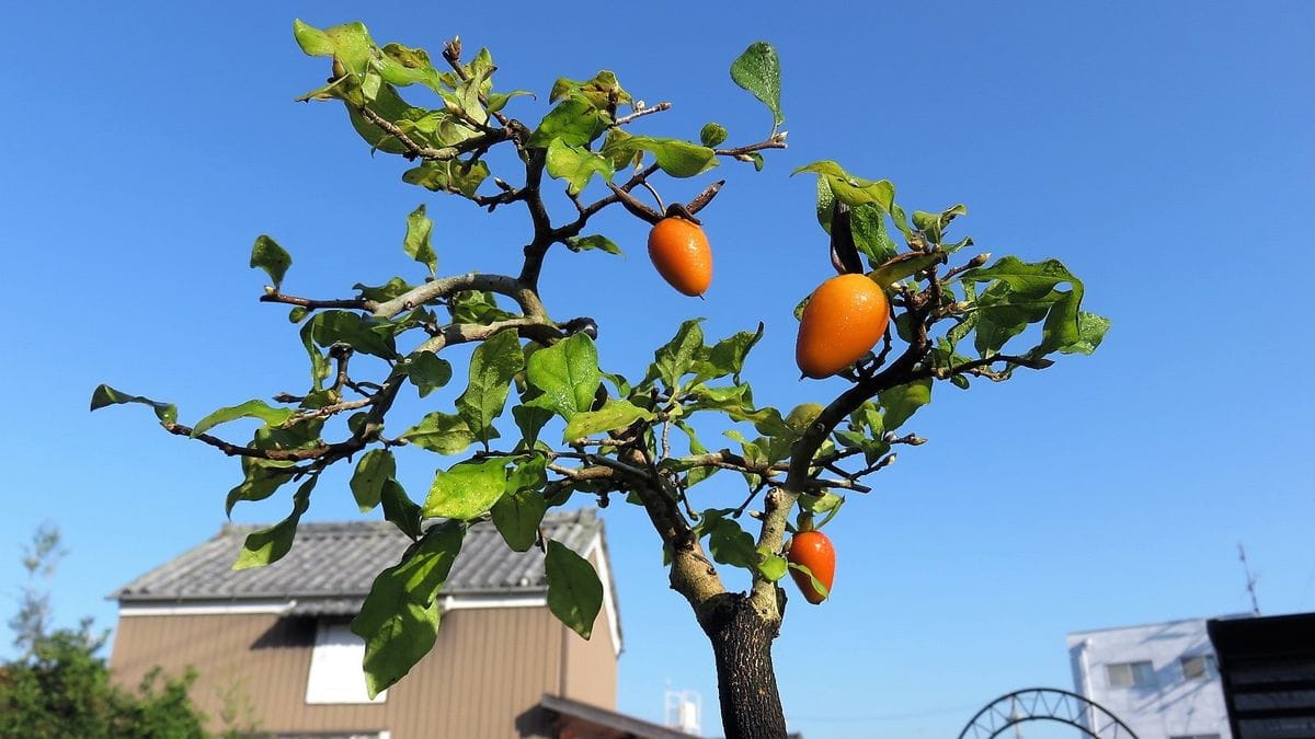 久しぶりに晴れた青空バックに熟した老爺柿