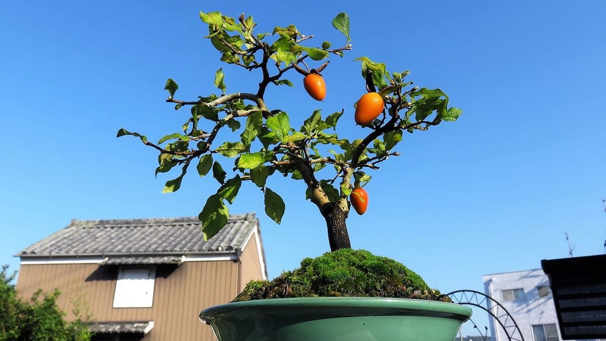 久しぶりに晴れた青空バックに熟した老爺柿