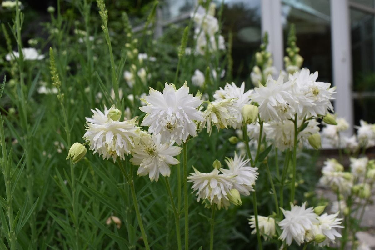 宿根草も植え込みシーズンに！