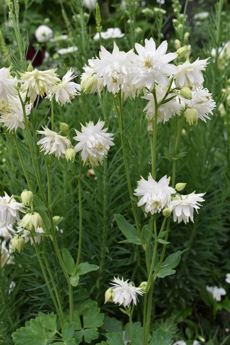 宿根草も植え込みシーズンに！