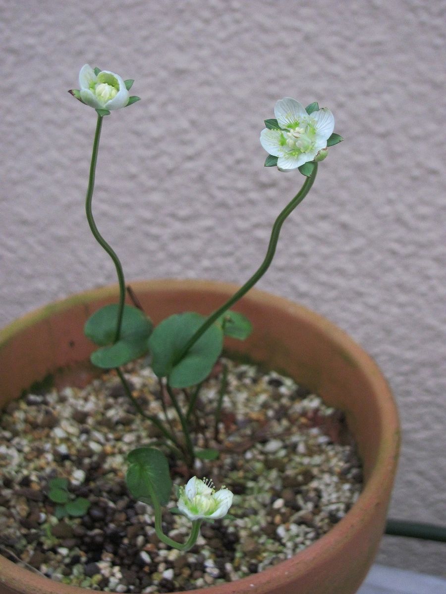 ウメバチソウのお花