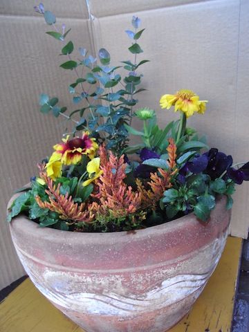 寄植え作りました