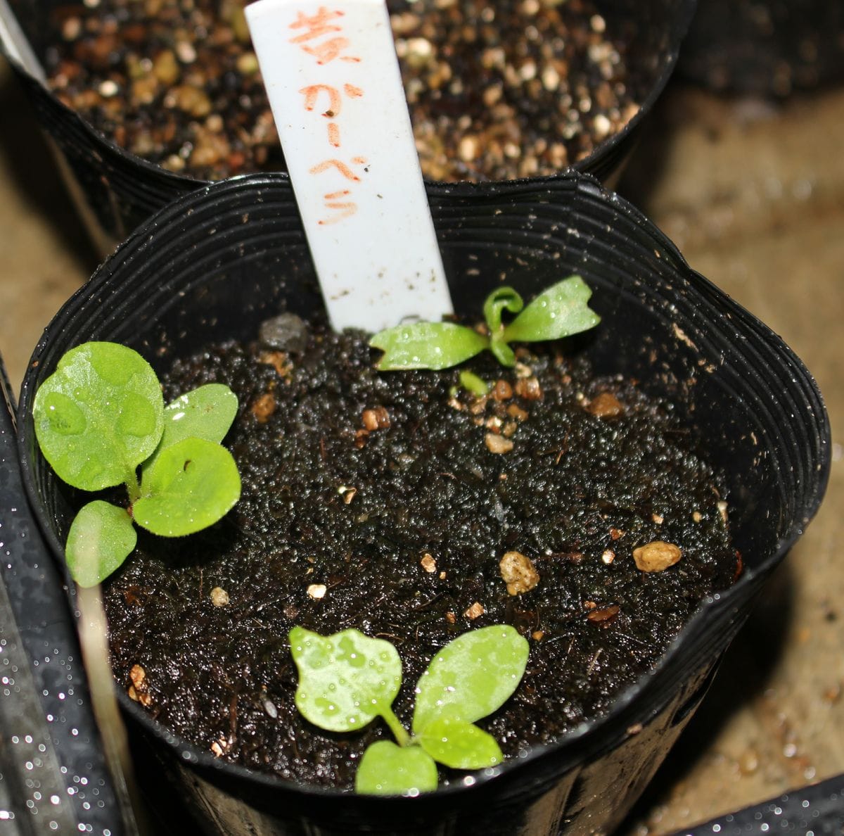 秋まき種の発芽