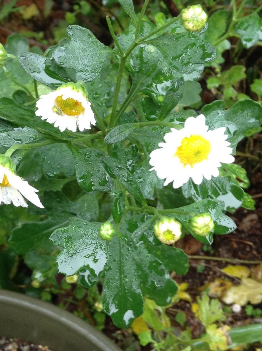 雨の中ひたすら耐えてます。