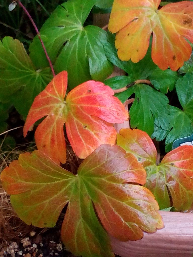 紅葉、見に行こうよう(紅葉)(≧∇≦)