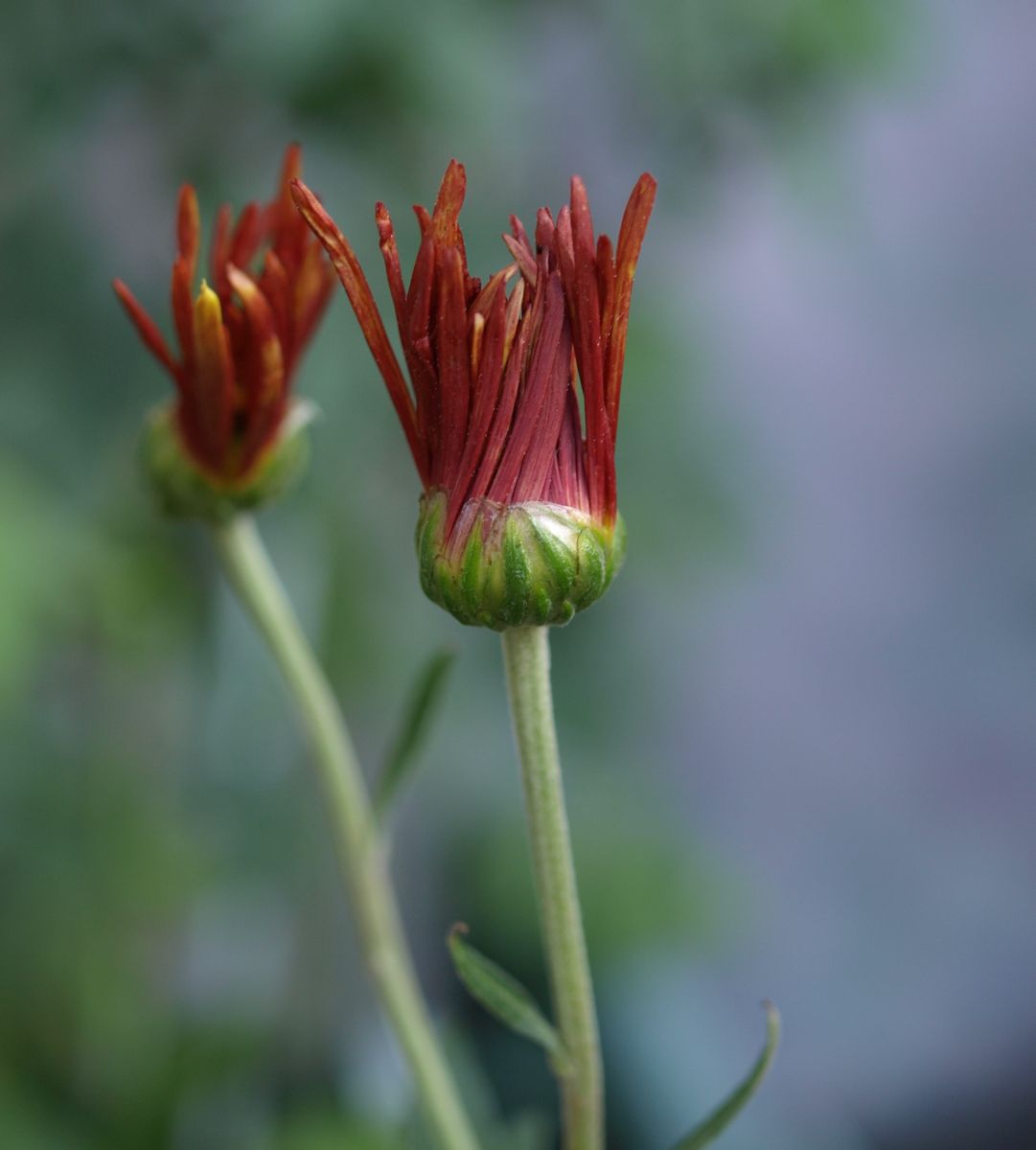 菊待ち（肥後菊）