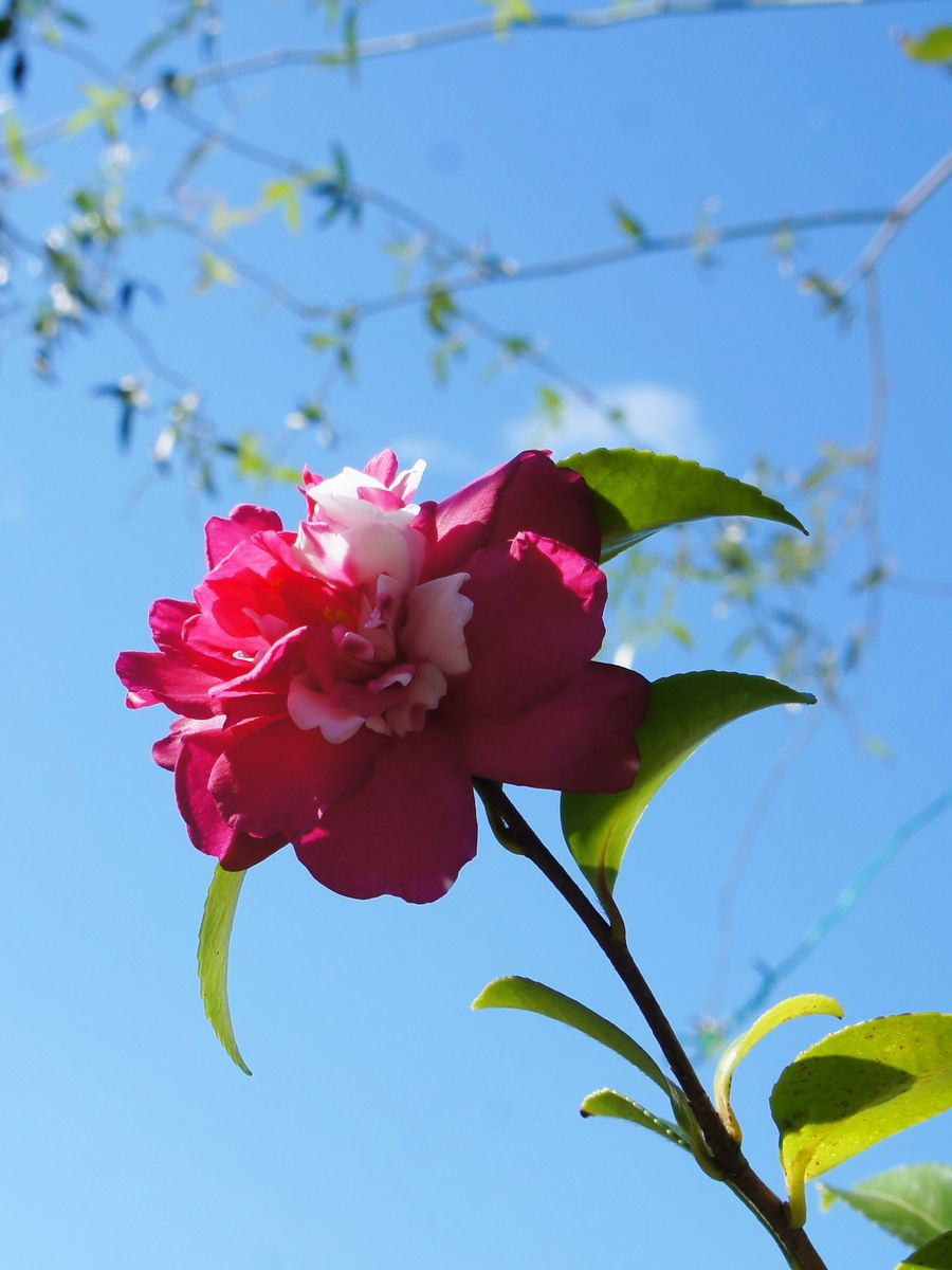 青い空に？と赤い花