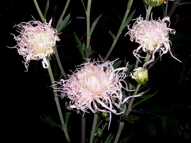 野路菊と伊勢菊・雪山