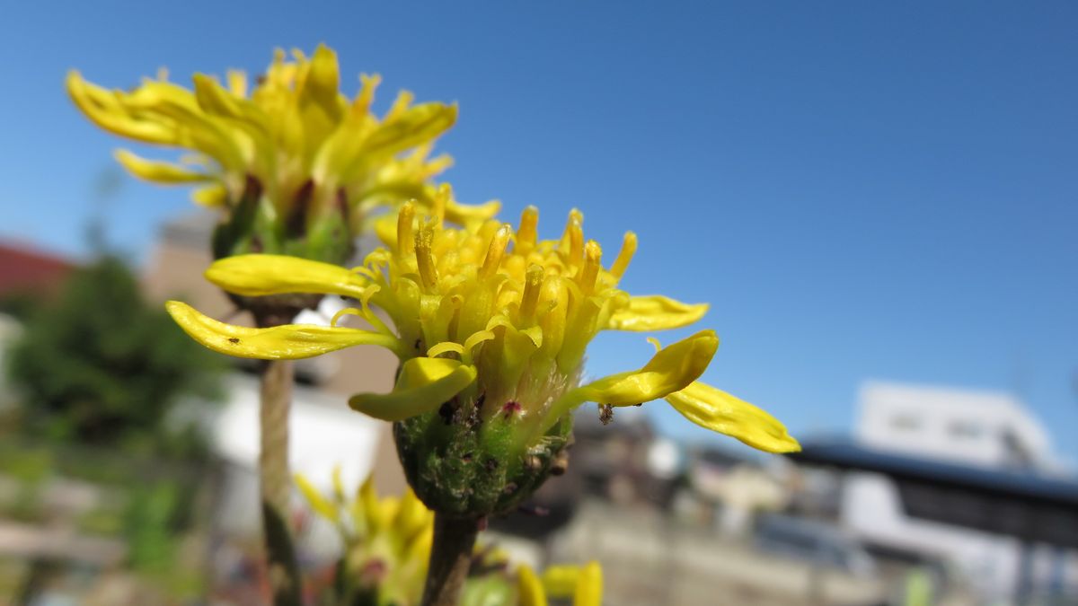 寄せ植えのツワブキが咲きました(^_-)-☆