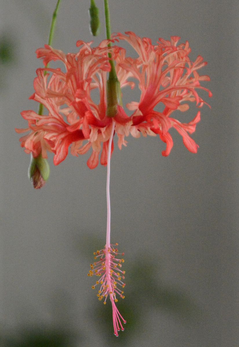 タチギボウシの早期発芽