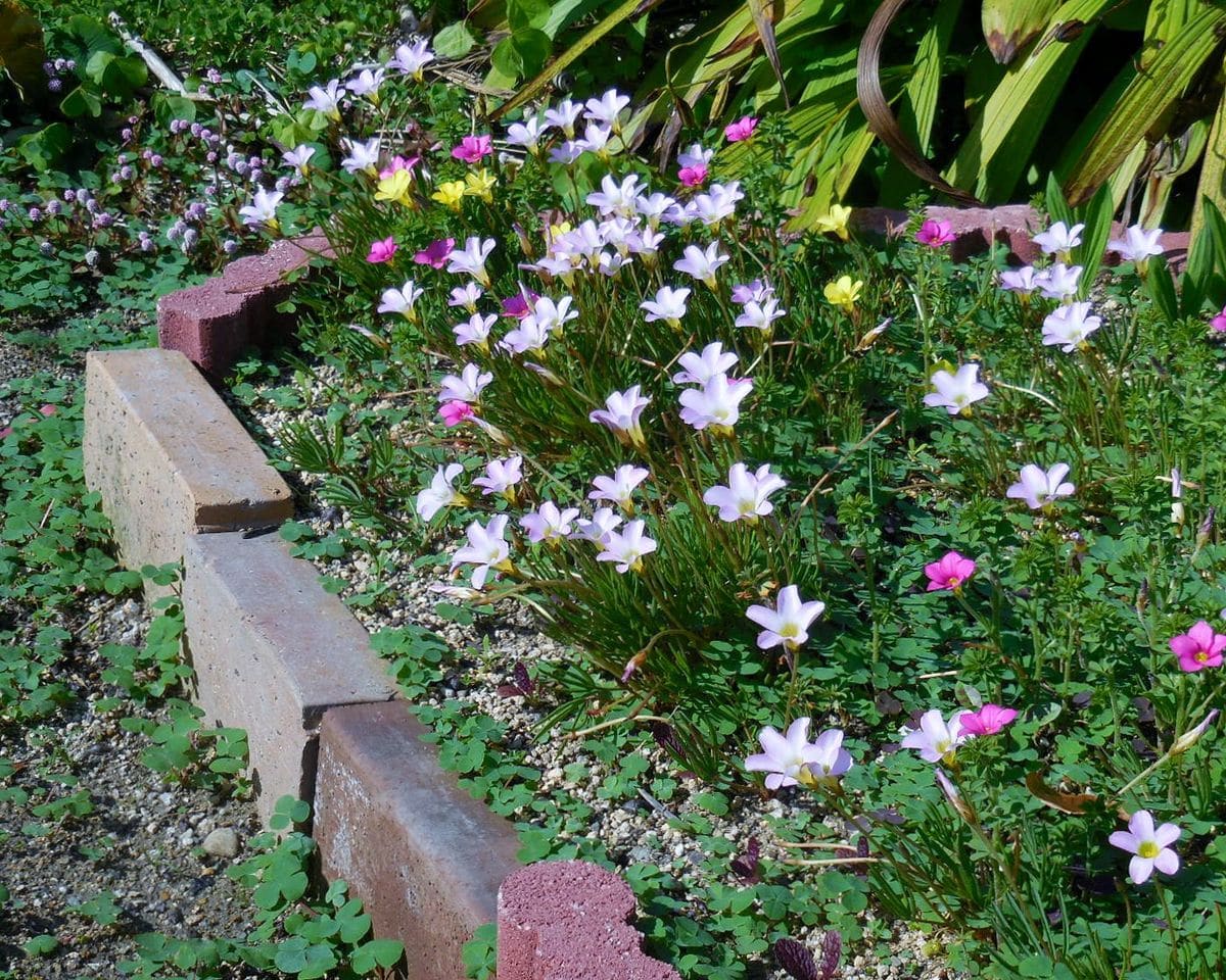 花の小道・・