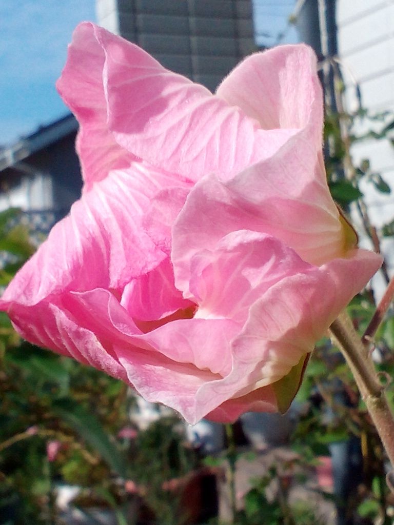 シャイな酔芙蓉ちゃんでした(≧∇≦)