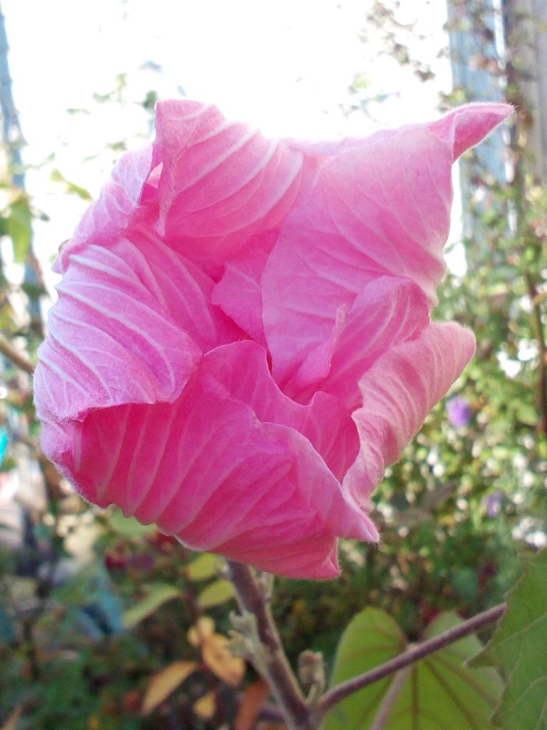 シャイな酔芙蓉ちゃんでした(≧∇≦)