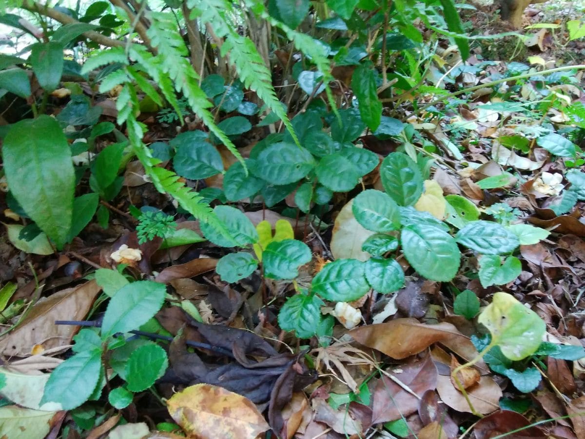 茶の木の下には子供たちがたくさん🌱🌱🌱